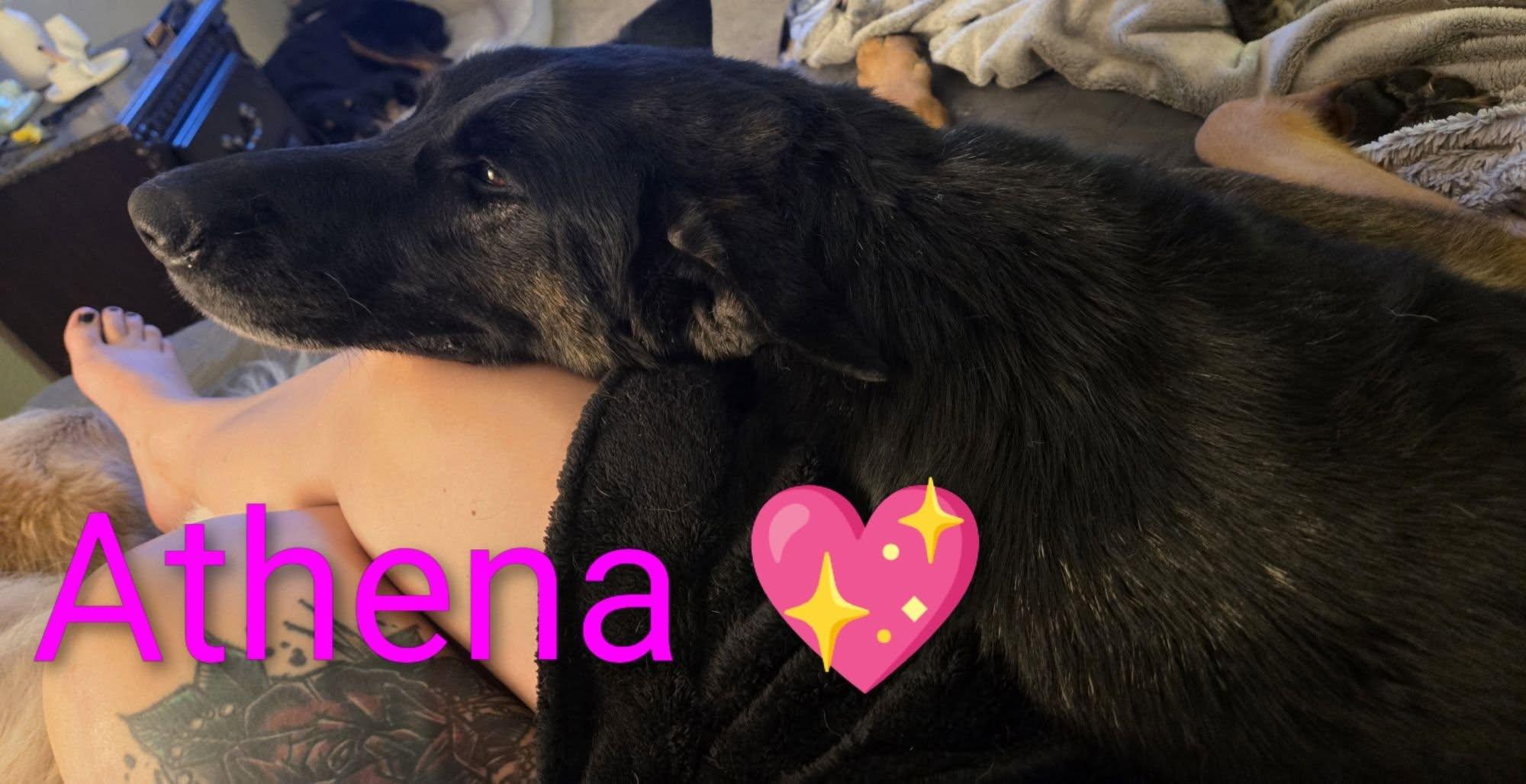 Enlarge Athena, a ADOPTABLE German Shepherd Dog in Manhattan, KS image 2/4