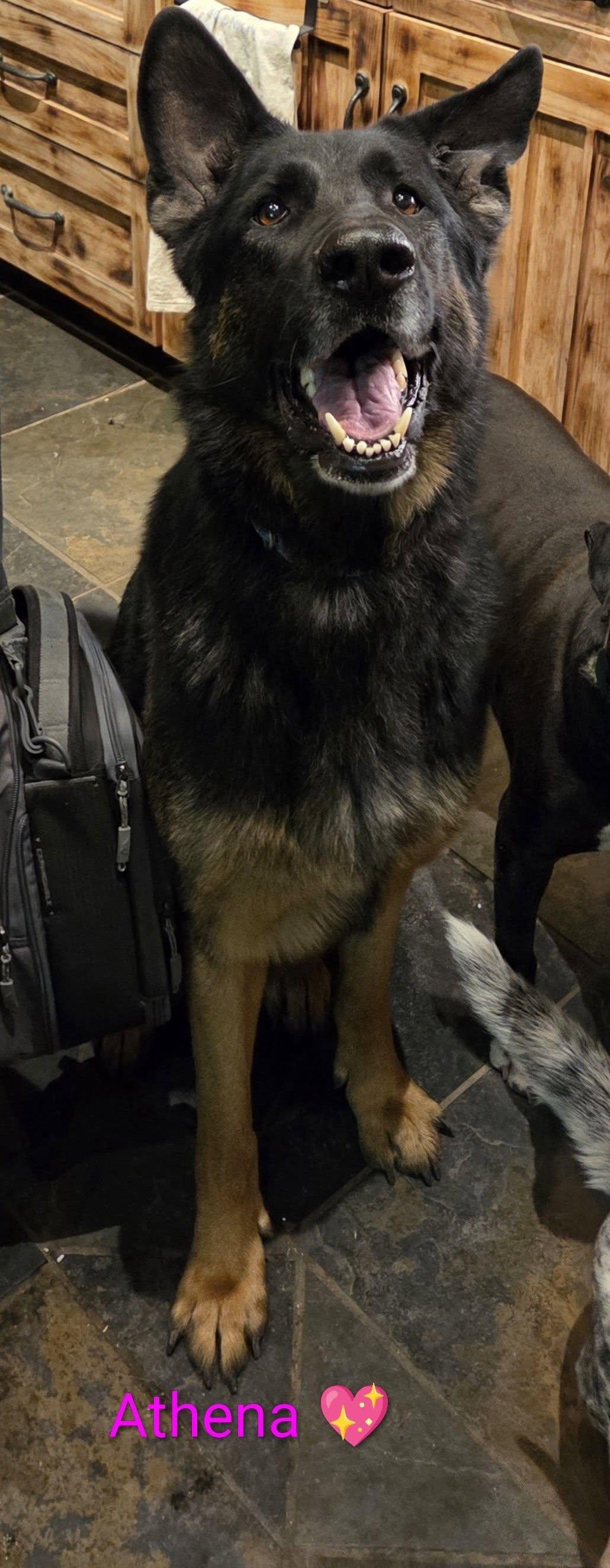 Enlarge Athena, a ADOPTABLE German Shepherd Dog in Manhattan, KS image 3/4