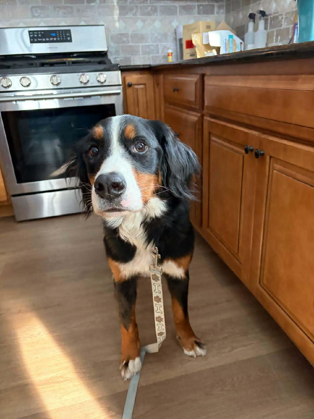 Rajah D6168, Adopted, Adult Female Bernese Mountain Dog.