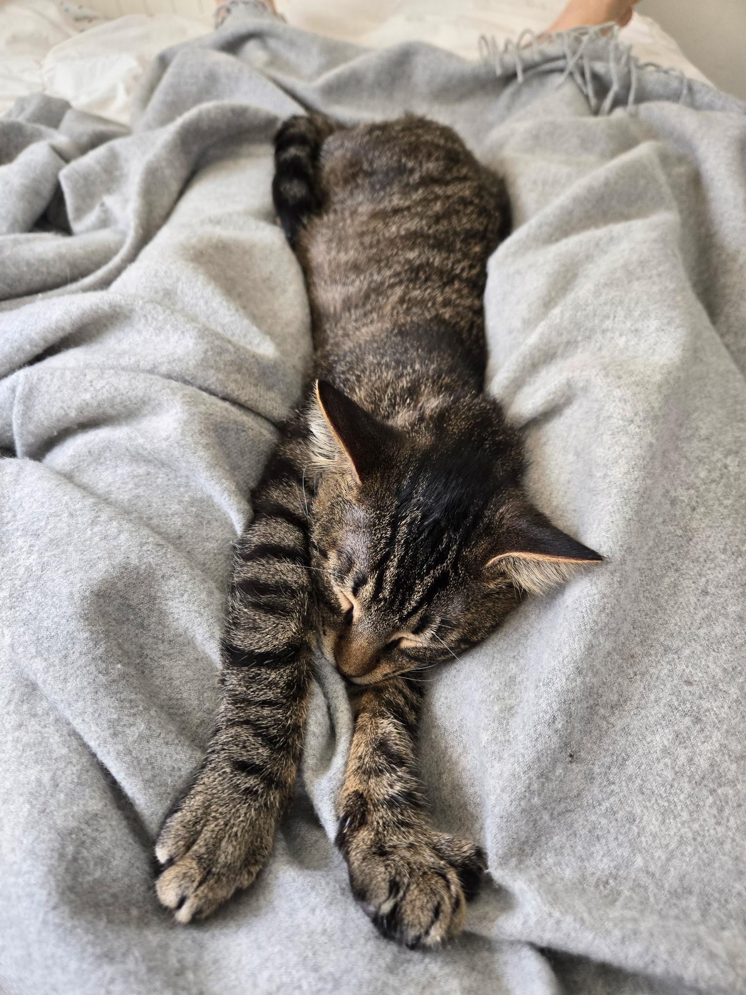 Enlarge Aspen and Maple, a ADOPTABLE Domestic Short Hair in Port Chester, NY image 3/6