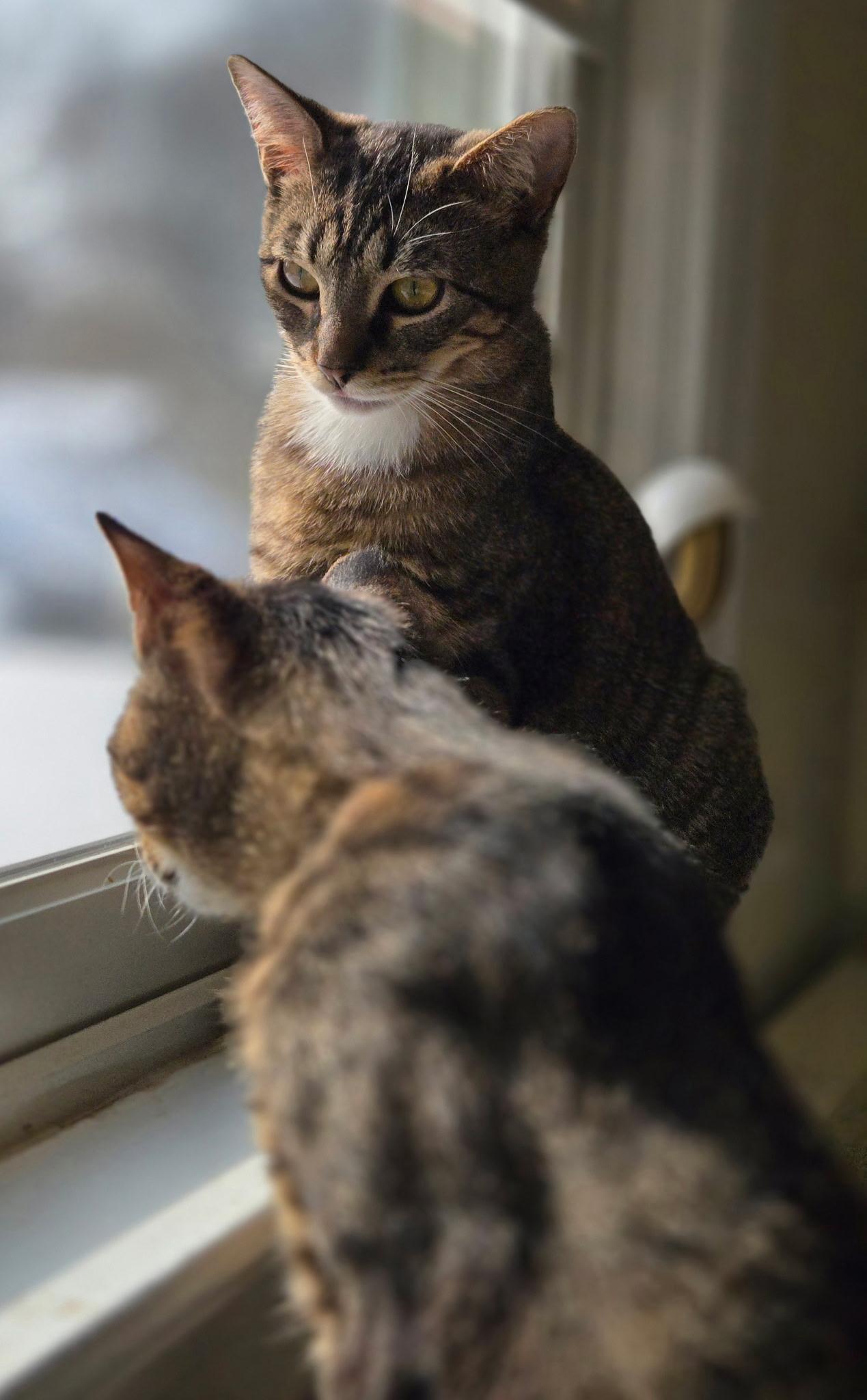 Enlarge Aspen and Maple, a ADOPTABLE Domestic Short Hair in Port Chester, NY image 2/6