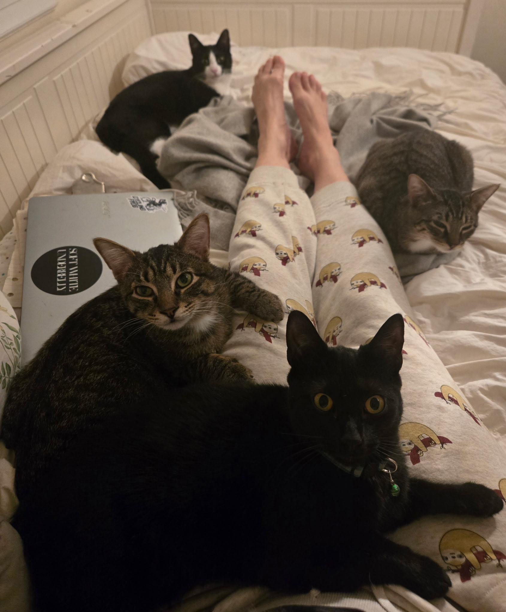 Enlarge Aspen and Maple, a ADOPTABLE Domestic Short Hair in Port Chester, NY image 5/6