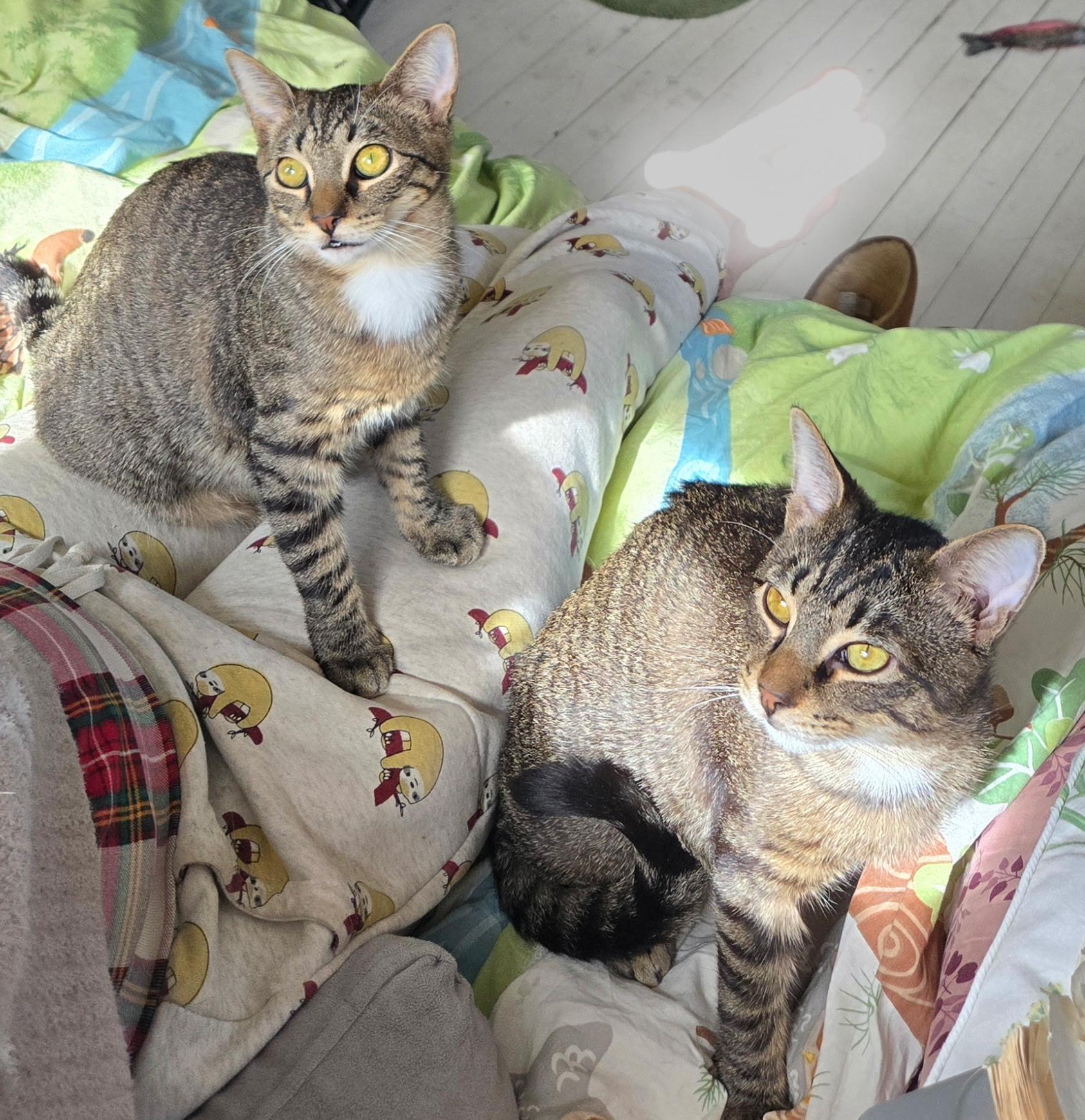 Enlarge Aspen and Maple, a ADOPTABLE Domestic Short Hair in Port Chester, NY image 1/6