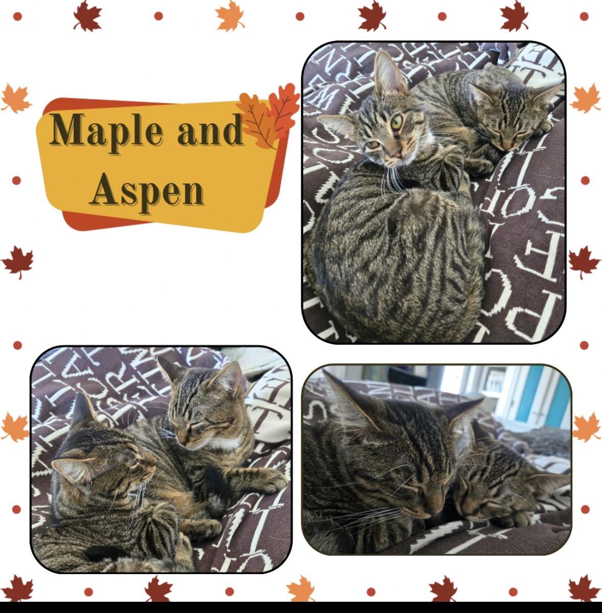 Enlarge Aspen and Maple, a ADOPTABLE Domestic Short Hair in Port Chester, NY image 4/6
