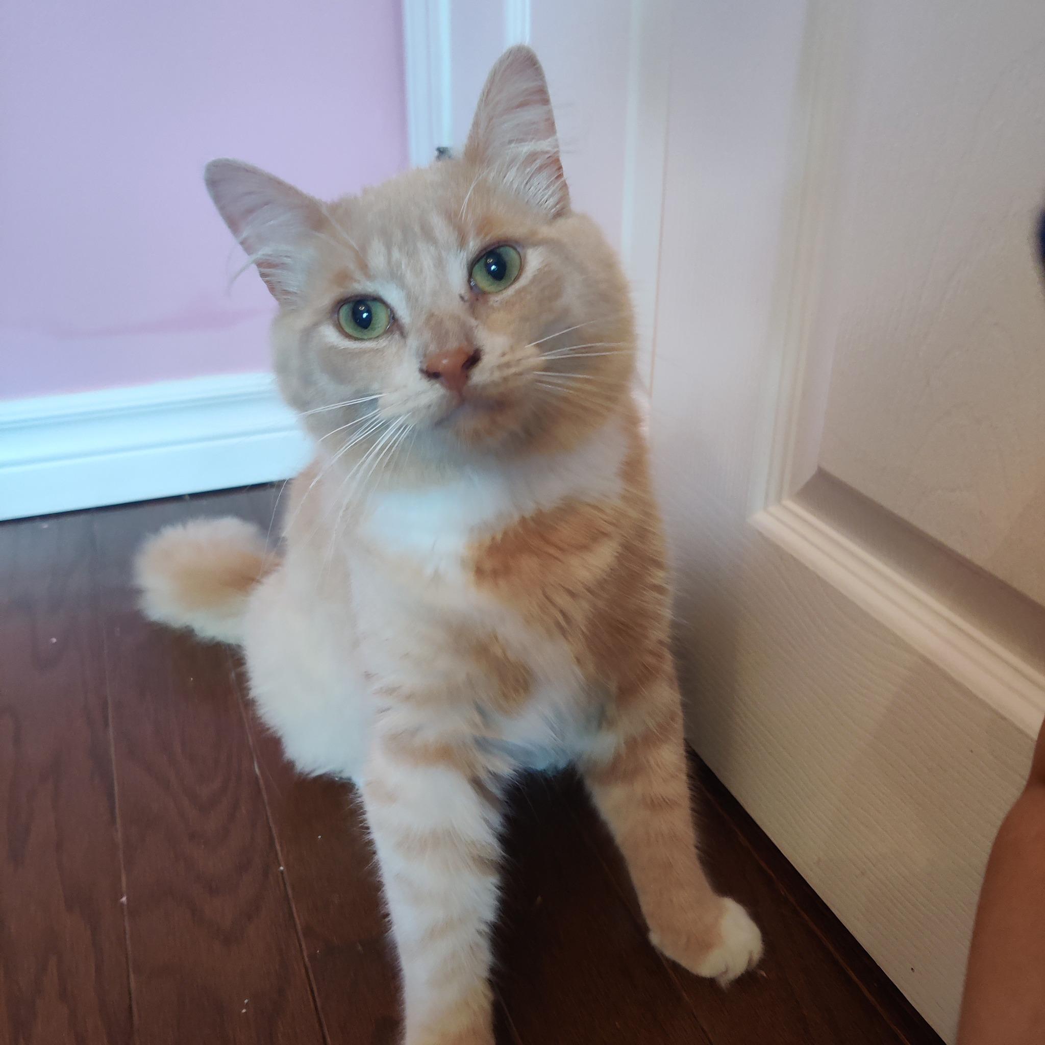 Blondie, Adult Male Domestic Medium Hair