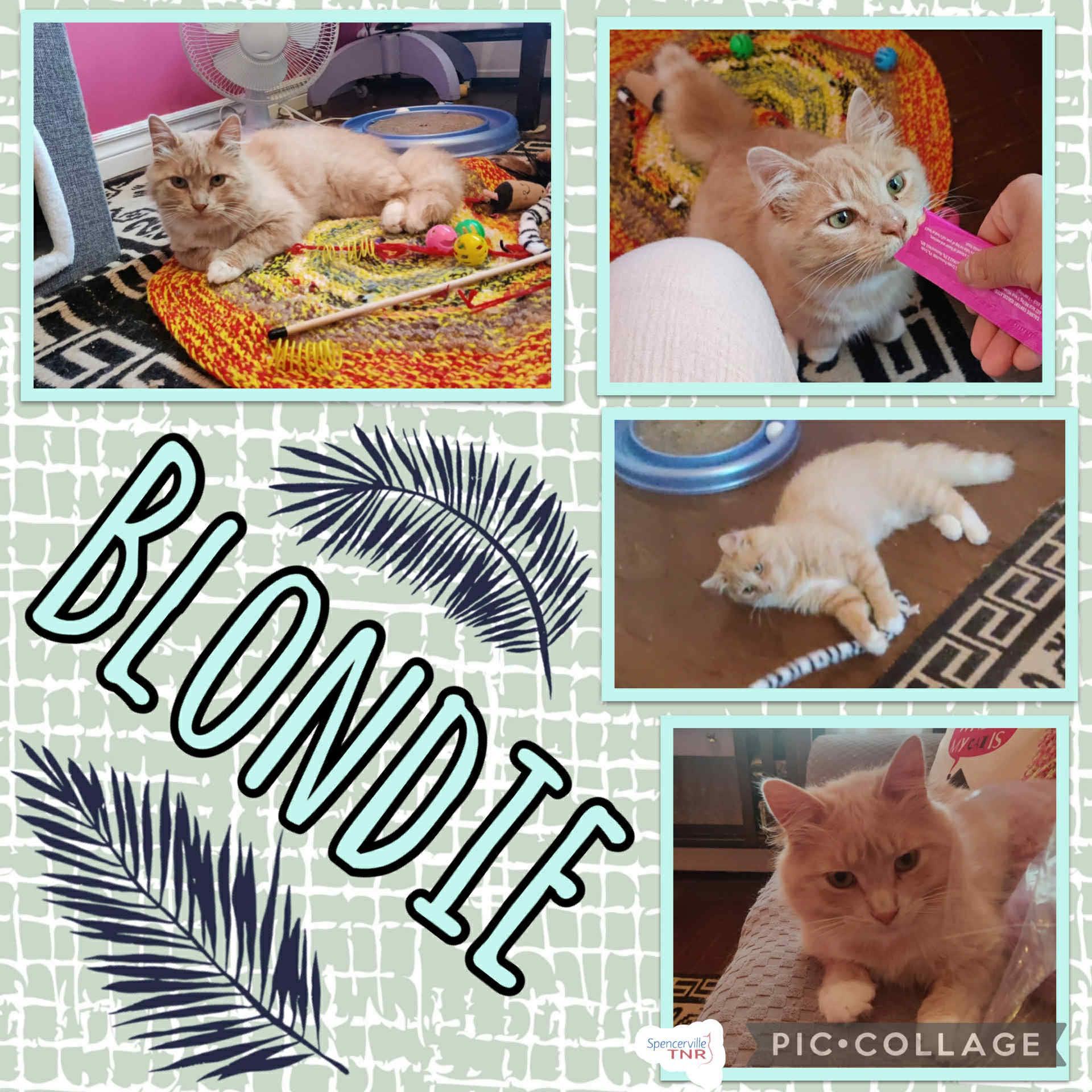 Blondie photo 2