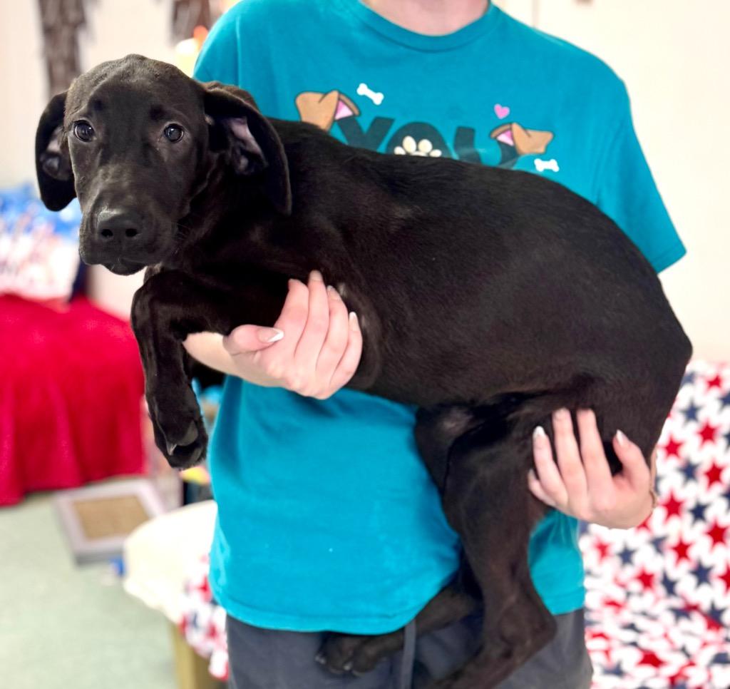Shelly, Adoptable, Young Female Labrador Retriever.