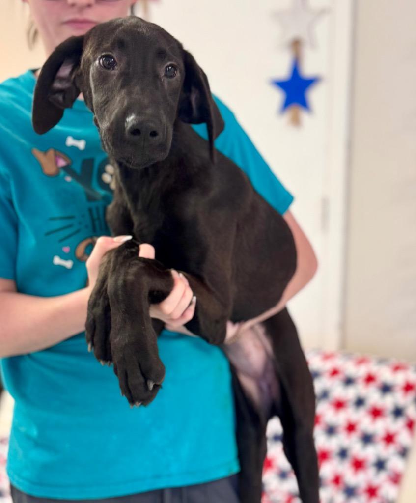 Shelly, Adoptable, Young Female Labrador Retriever.