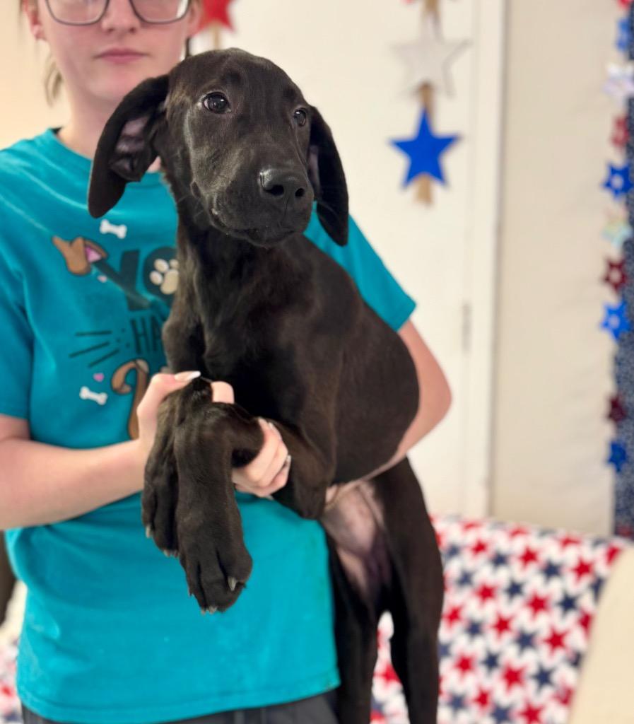 Enlarge Shelly, a Adoptable Labrador Retriever in Albany, GA image 2/4