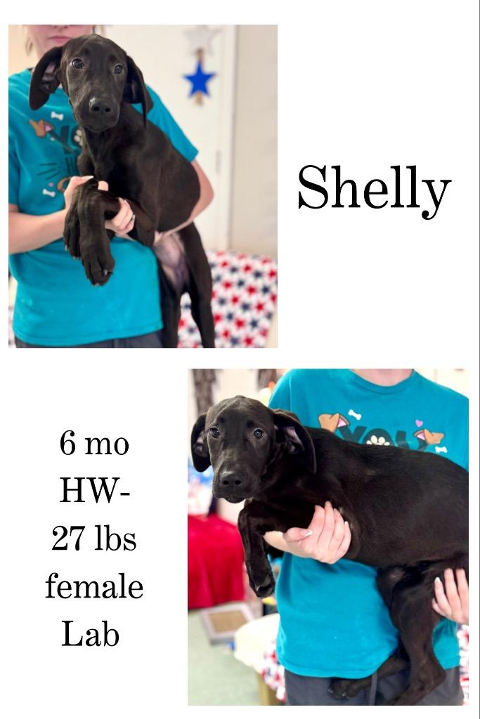 Enlarge Shelly, a Adoptable Labrador Retriever in Albany, GA image 3/4