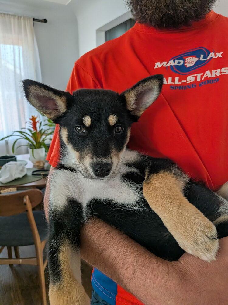 Luna, Adoptable, Puppy Female Husky & Mixed Breed.