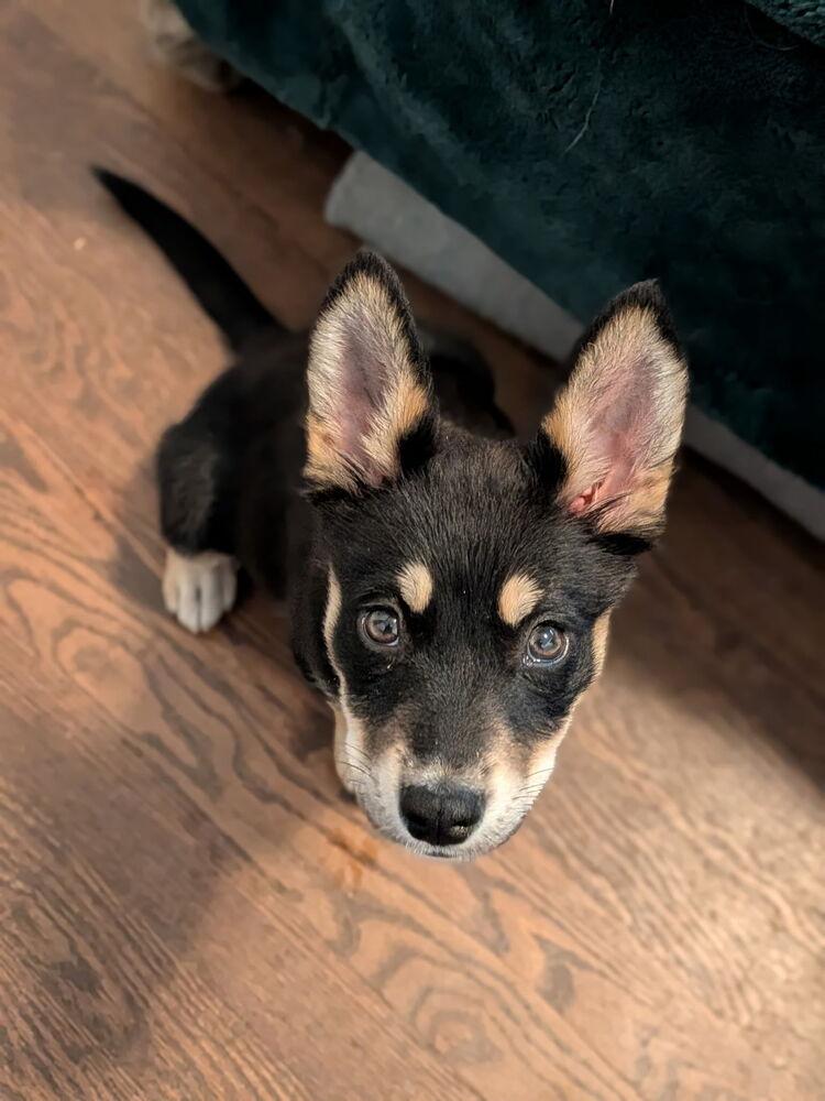 Enlarge Luna, a Adoptable mixed breed in Denver, CO image 2/5