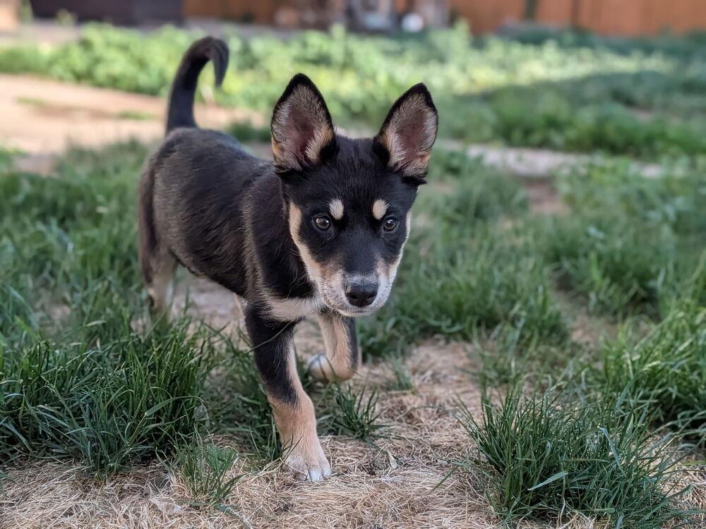 Enlarge Luna, a Adoptable mixed breed in Denver, CO image 3/5