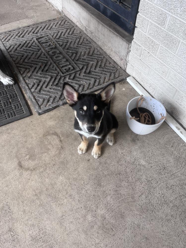 Enlarge Luna, a Adoptable mixed breed in Denver, CO image 4/5