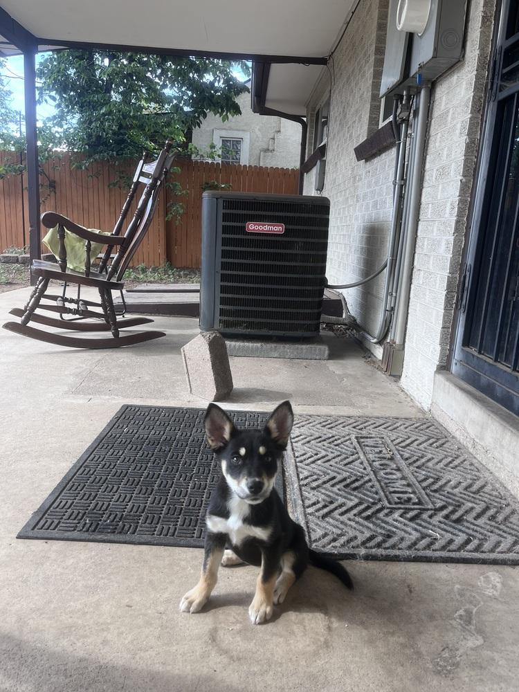 Enlarge Luna, a Adoptable mixed breed in Denver, CO image 5/5