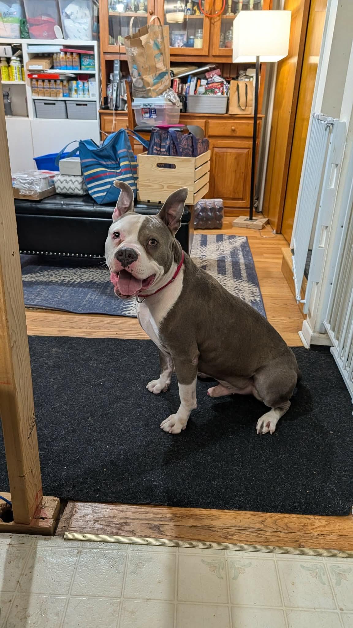 Enlarge Santos, a ADOPTABLE mixed breed in Clay, NY image 3/4