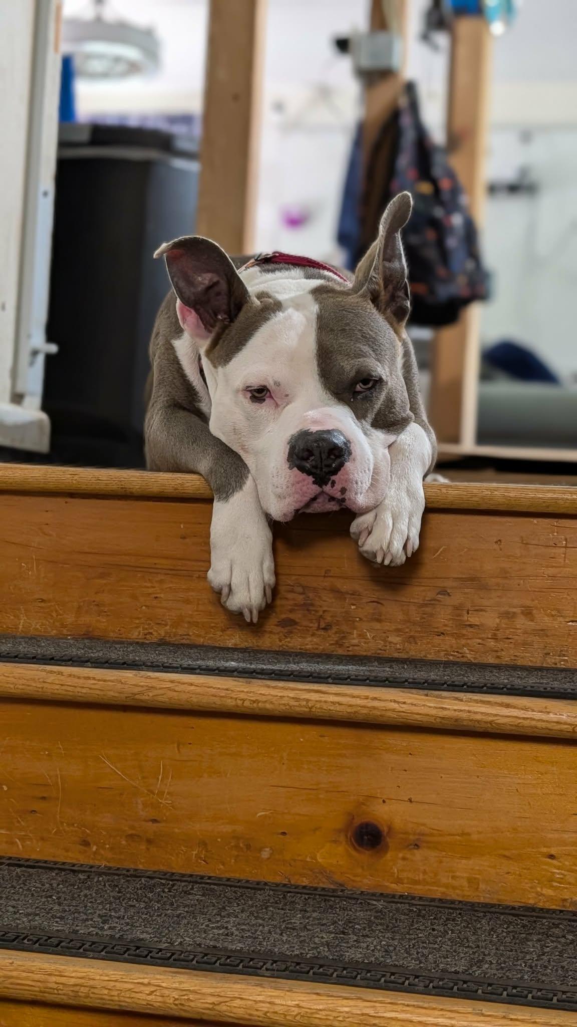 Santos, ADOPTABLE, Adult Male Pit Bull Terrier.