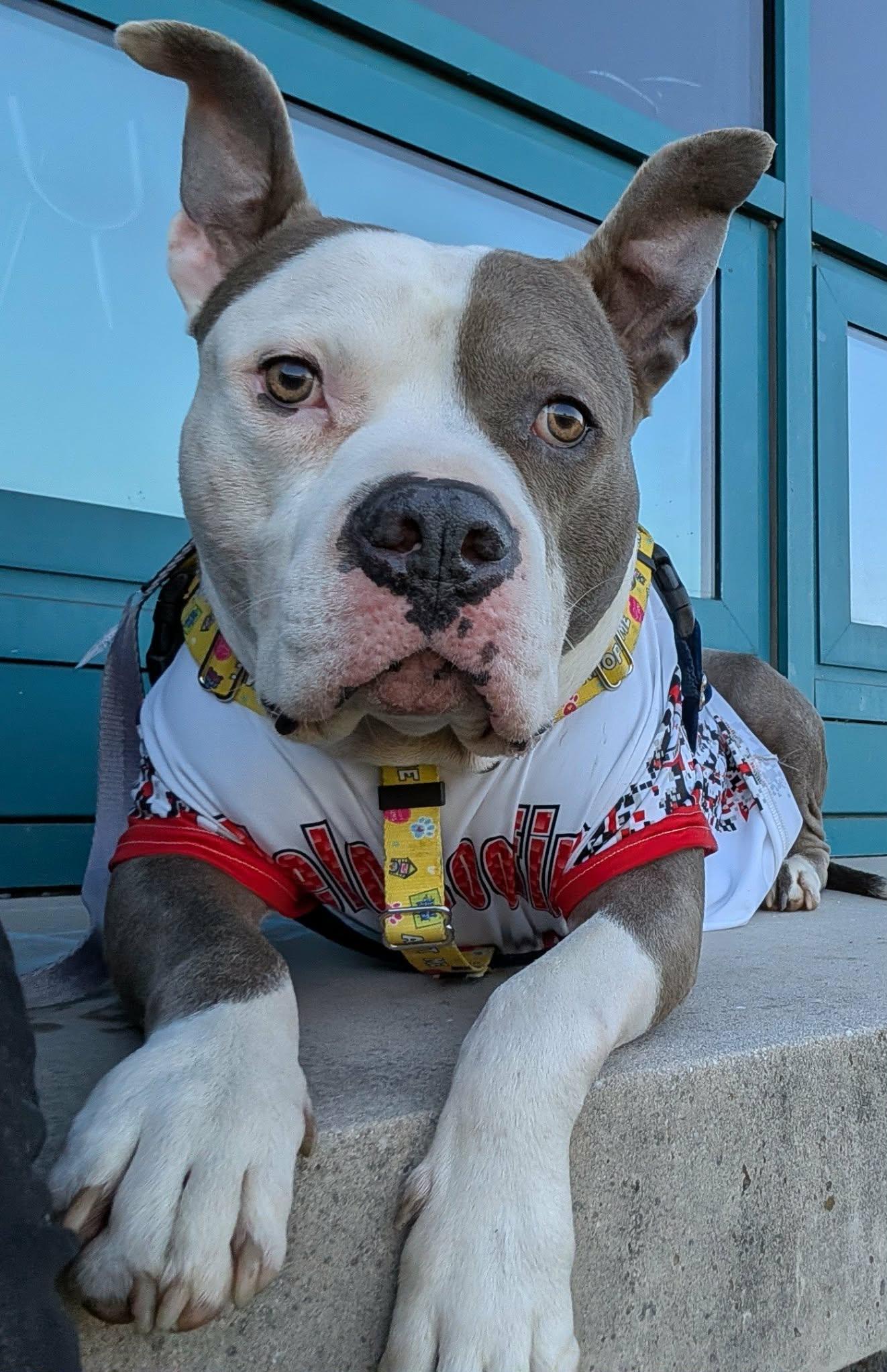 Enlarge Santos, a ADOPTABLE mixed breed in Clay, NY image 5/5