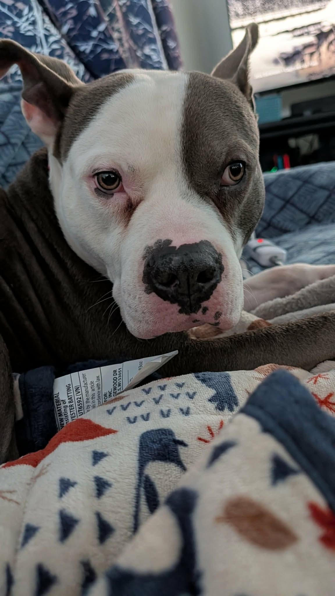 Enlarge Santos, a ADOPTABLE mixed breed in Clay, NY image 2/4