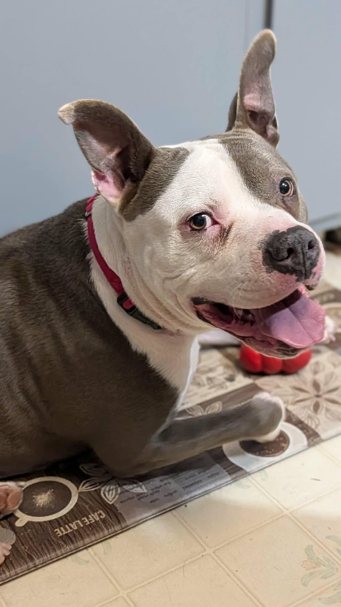 Santos, ADOPTABLE, Adult Male Pit Bull Terrier.