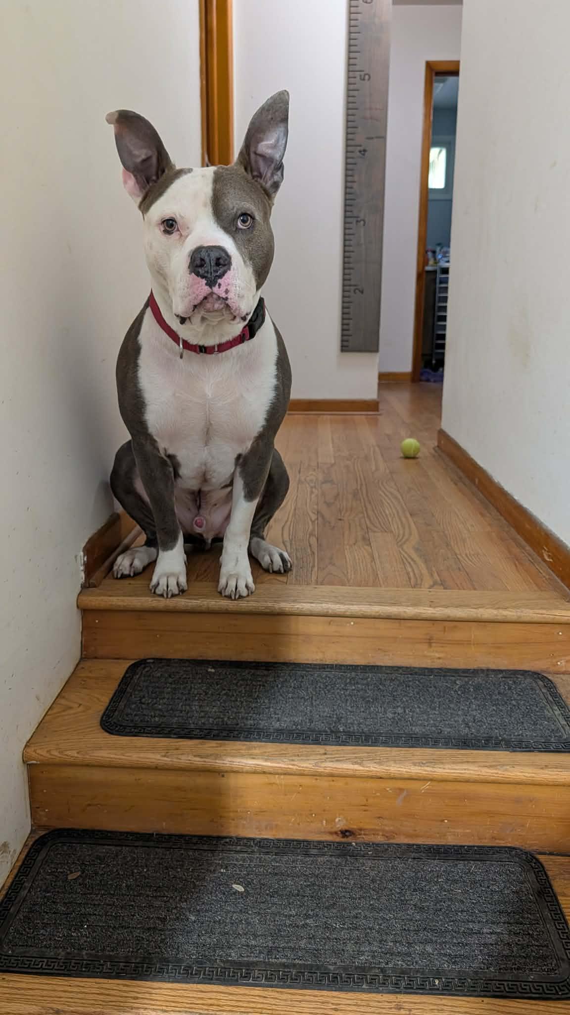 Enlarge Santos, a ADOPTABLE mixed breed in Clay, NY image 2/5