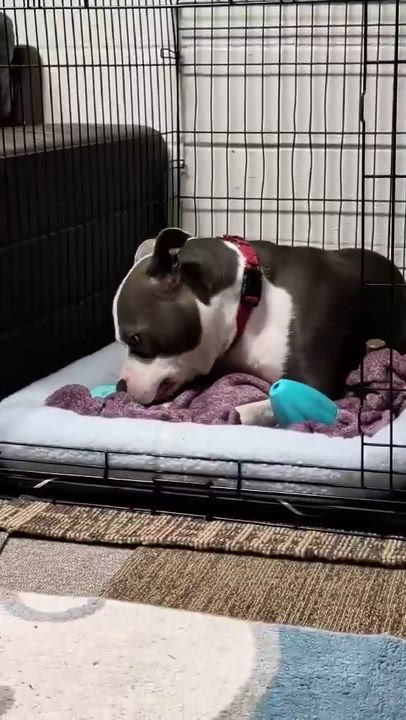 Enlarge Santos, a ADOPTABLE mixed breed in Clay, NY video 4/4