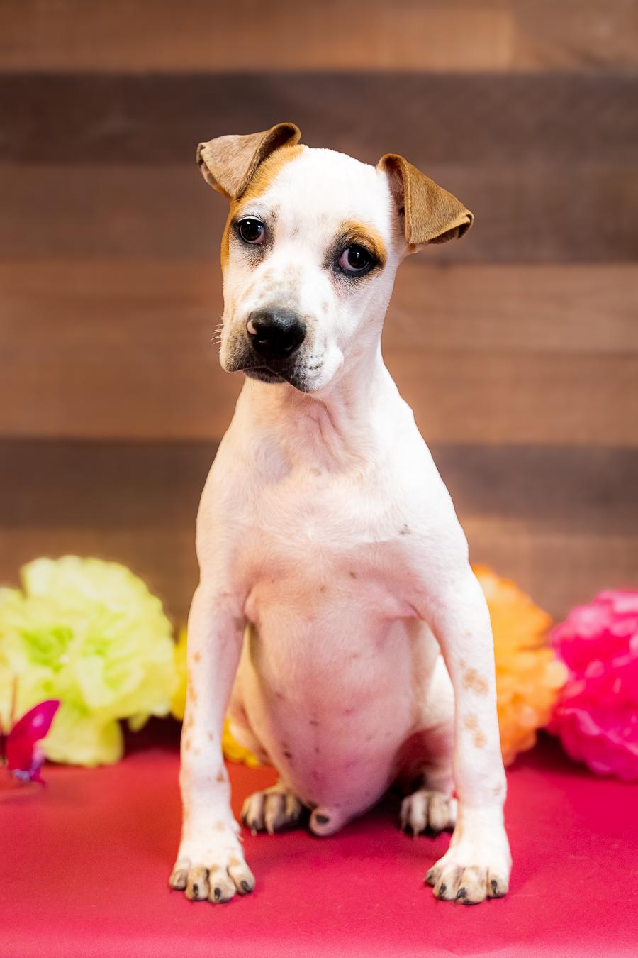 Enlarge 782-26, a Adoptable mixed breed in Brighton, CO image 2/2
