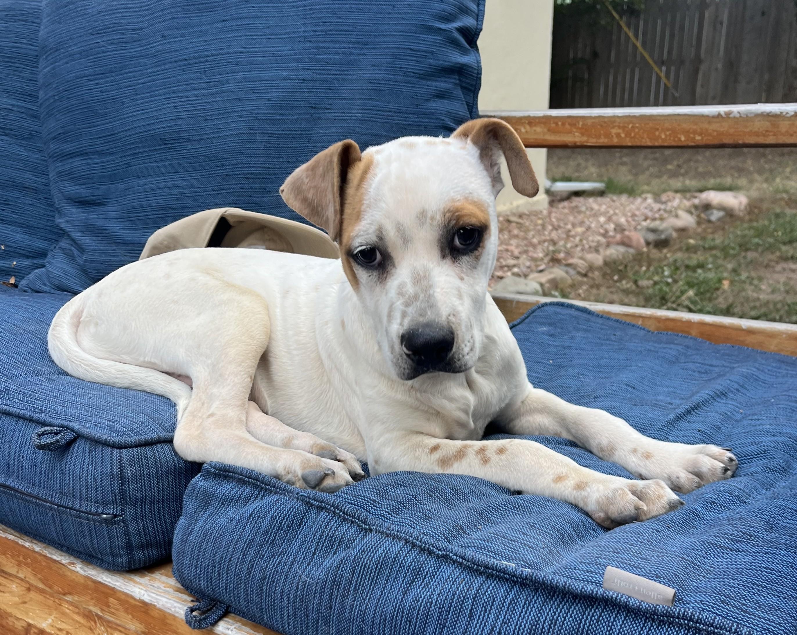 Enlarge 782-26, a Adoptable mixed breed in Brighton, CO image 1/2