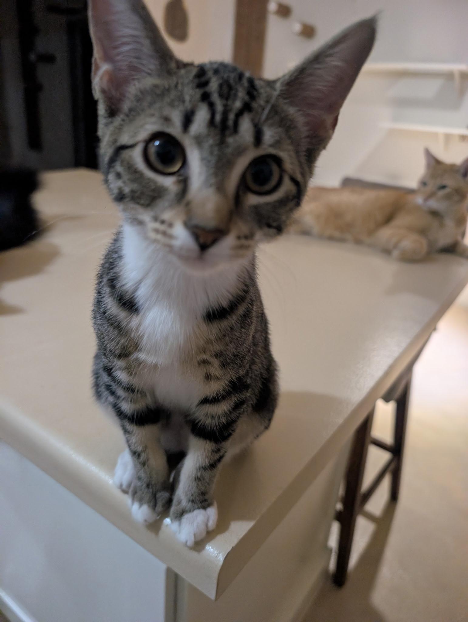 Pixie, ADOPTABLE, Kitten Female Domestic Short Hair.
