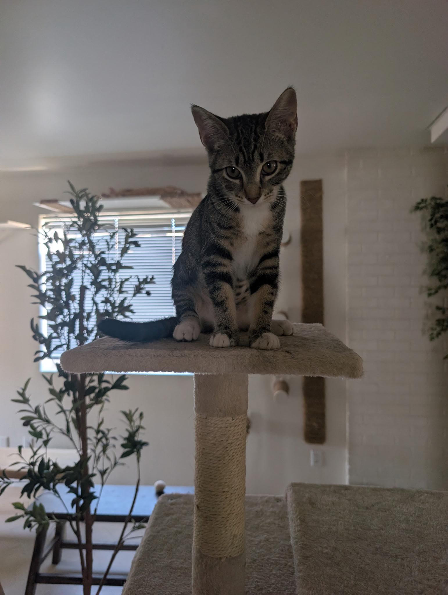 Enlarge Pixie, a ADOPTABLE mixed breed in Youngtown, AZ image 2/2