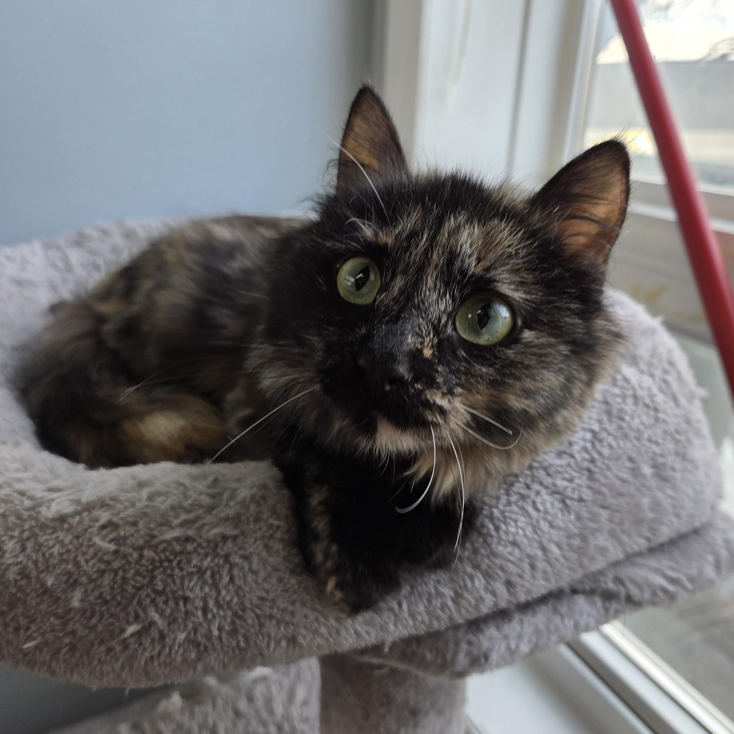 Riley, adoptable, Young Female Domestic Medium Hair.