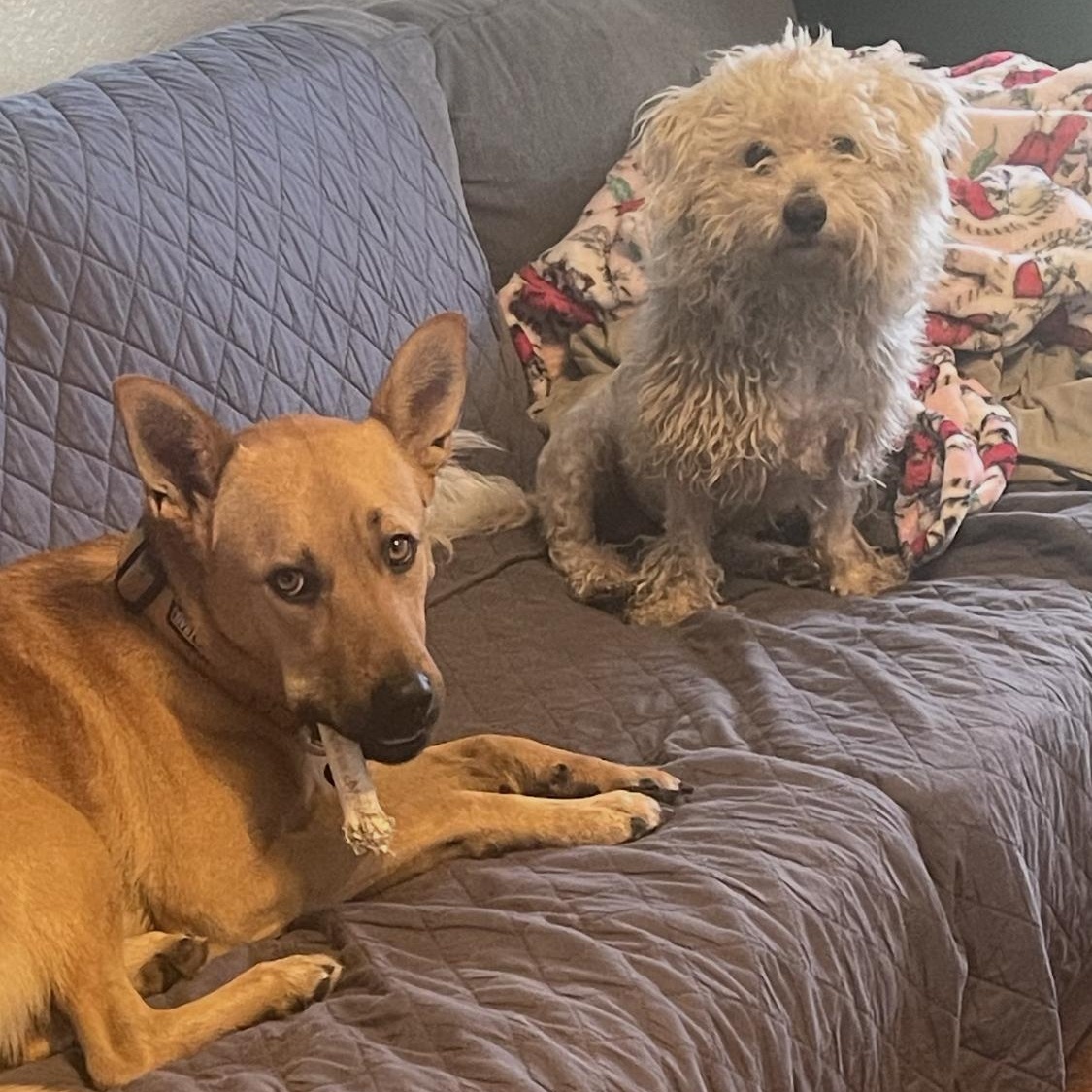 Ace, a ADOPTABLE mixed breed in Vacaville , CA image 5/5