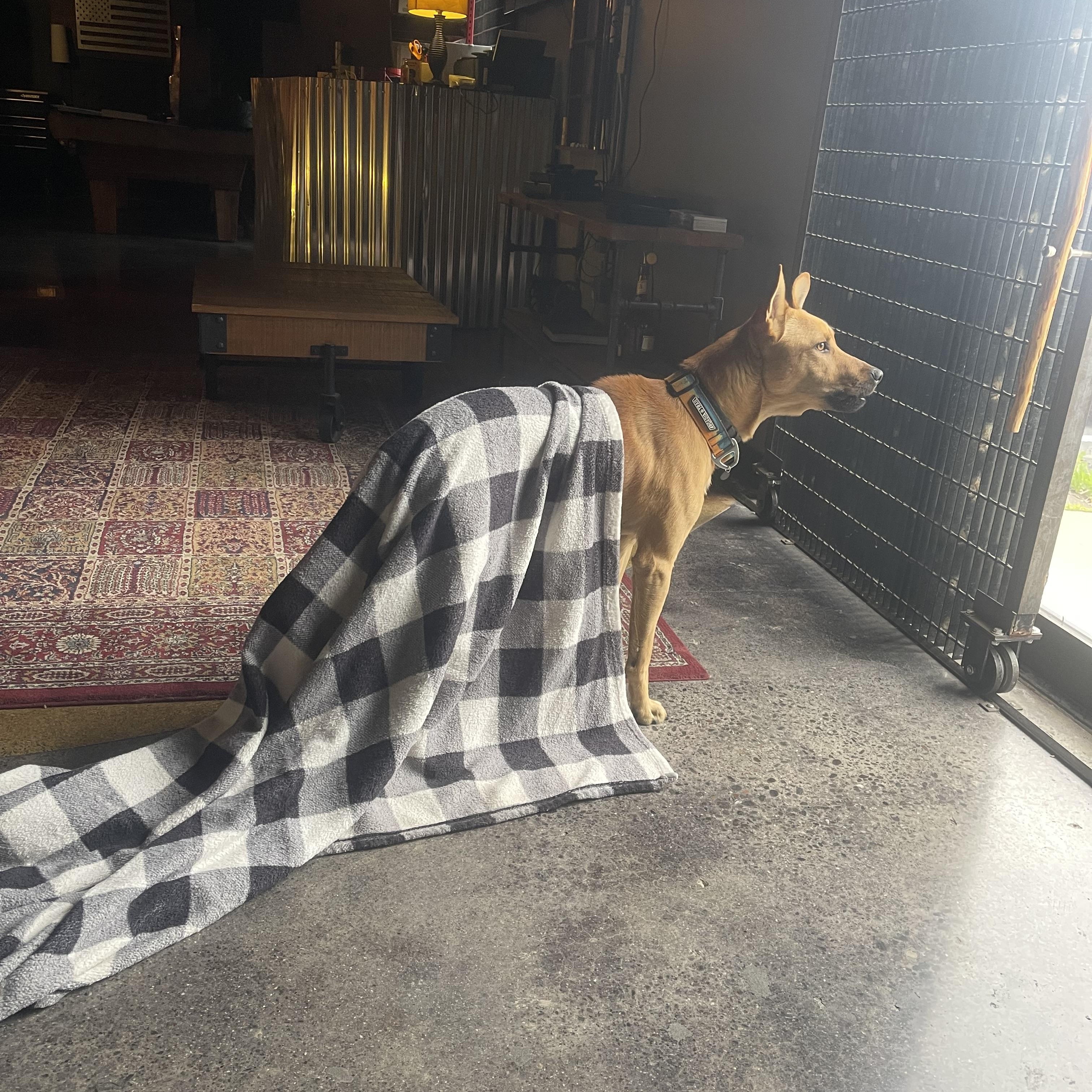 Ace, a ADOPTABLE mixed breed in Vacaville , CA image 2/5