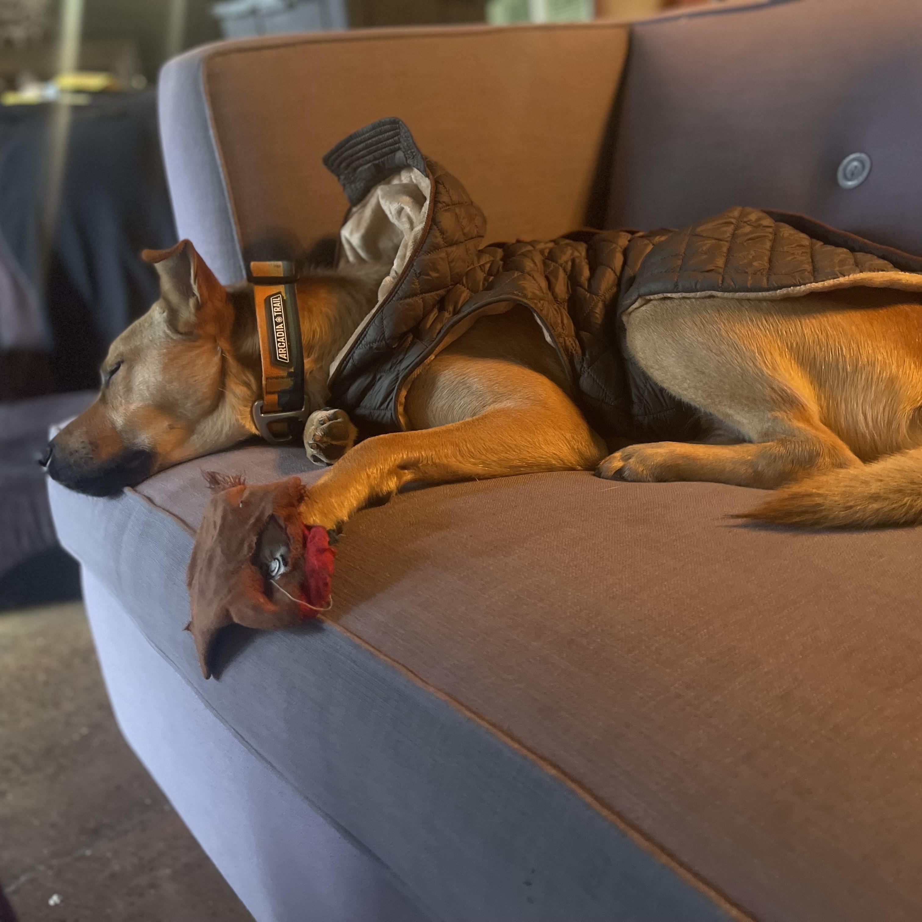 Ace, a ADOPTABLE mixed breed in Vacaville , CA image 3/5