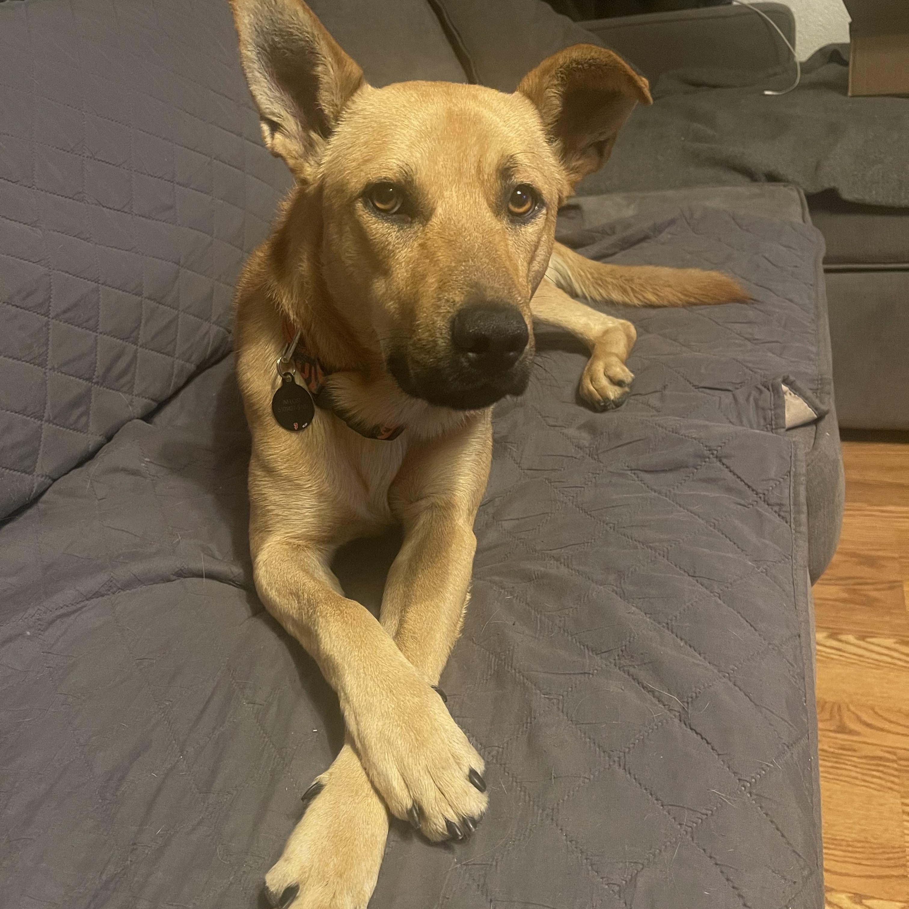 Ace, a ADOPTABLE mixed breed in Vacaville , CA image 1/5