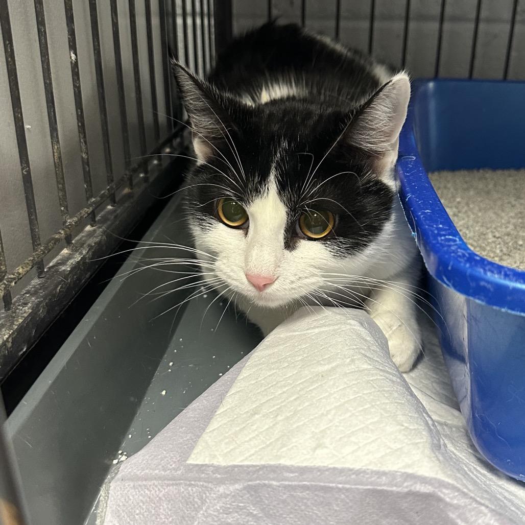 Sophia, Adoptable, Young Female Domestic Short Hair.