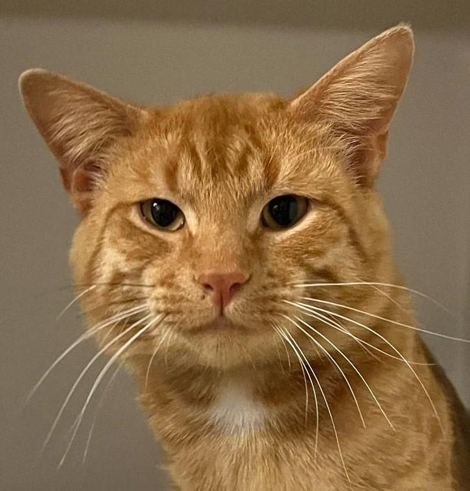 Cheeto, an adoptable Domestic Short Hair Mix in Robinson, IL_image-1