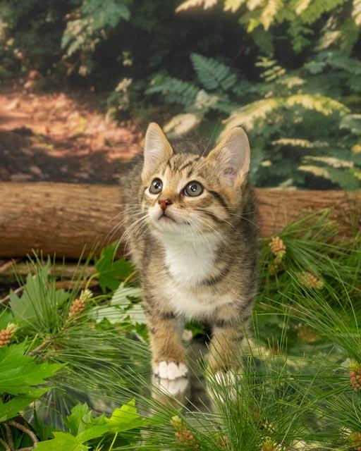 Ford, Baby Male Domestic Short Hair