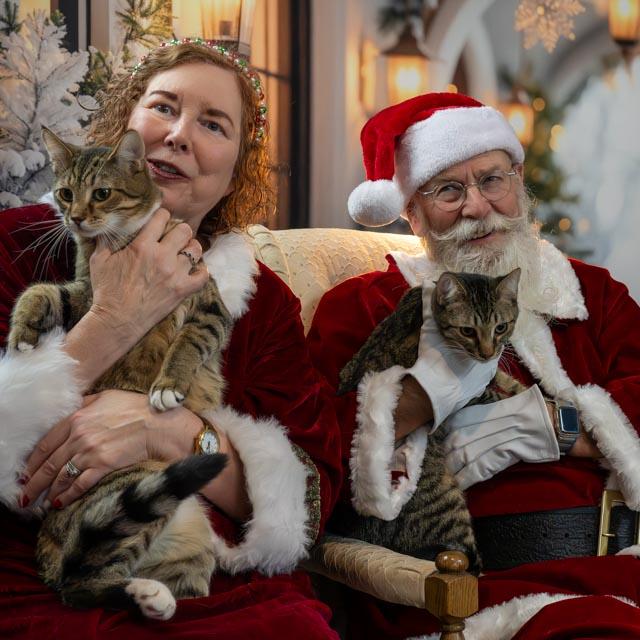 Ford, adoptable, Young Male Domestic Short Hair.