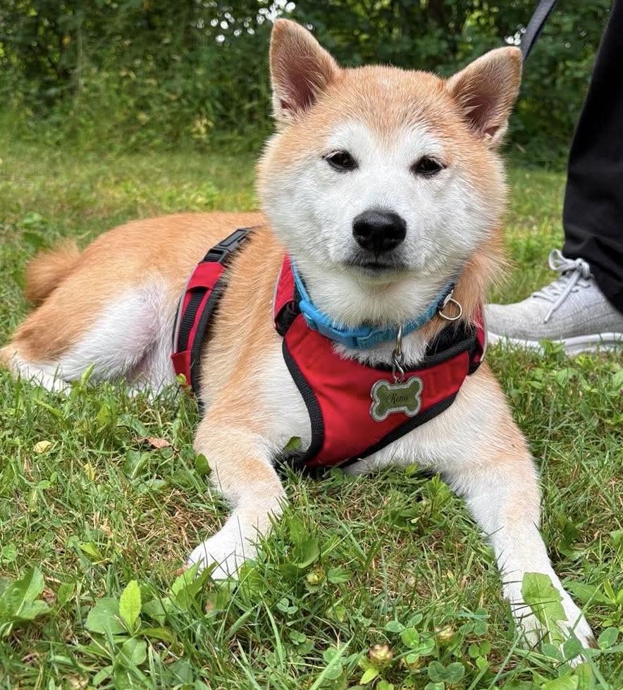 Keno, adopted, Adult Male Shiba Inu.