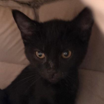 Tinker the Winker, Adoptable, Kitten Female Domestic Short Hair & Domestic Short Hair.