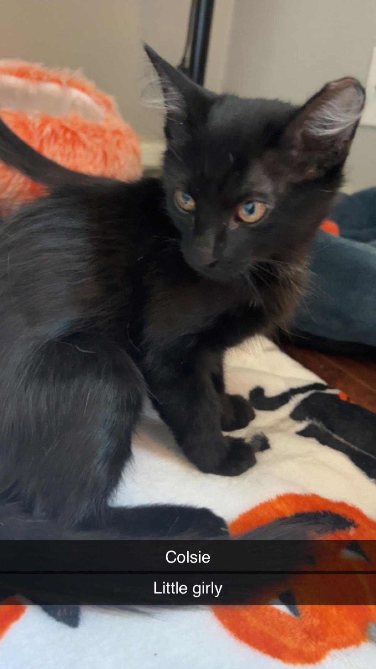 McGee Dobson, Adoptable, Adult Female Domestic Short Hair.