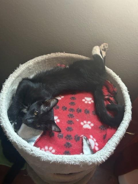 Enlarge McGee Dobson, a Adoptable Domestic Short Hair in Chandler, AZ image 2/3