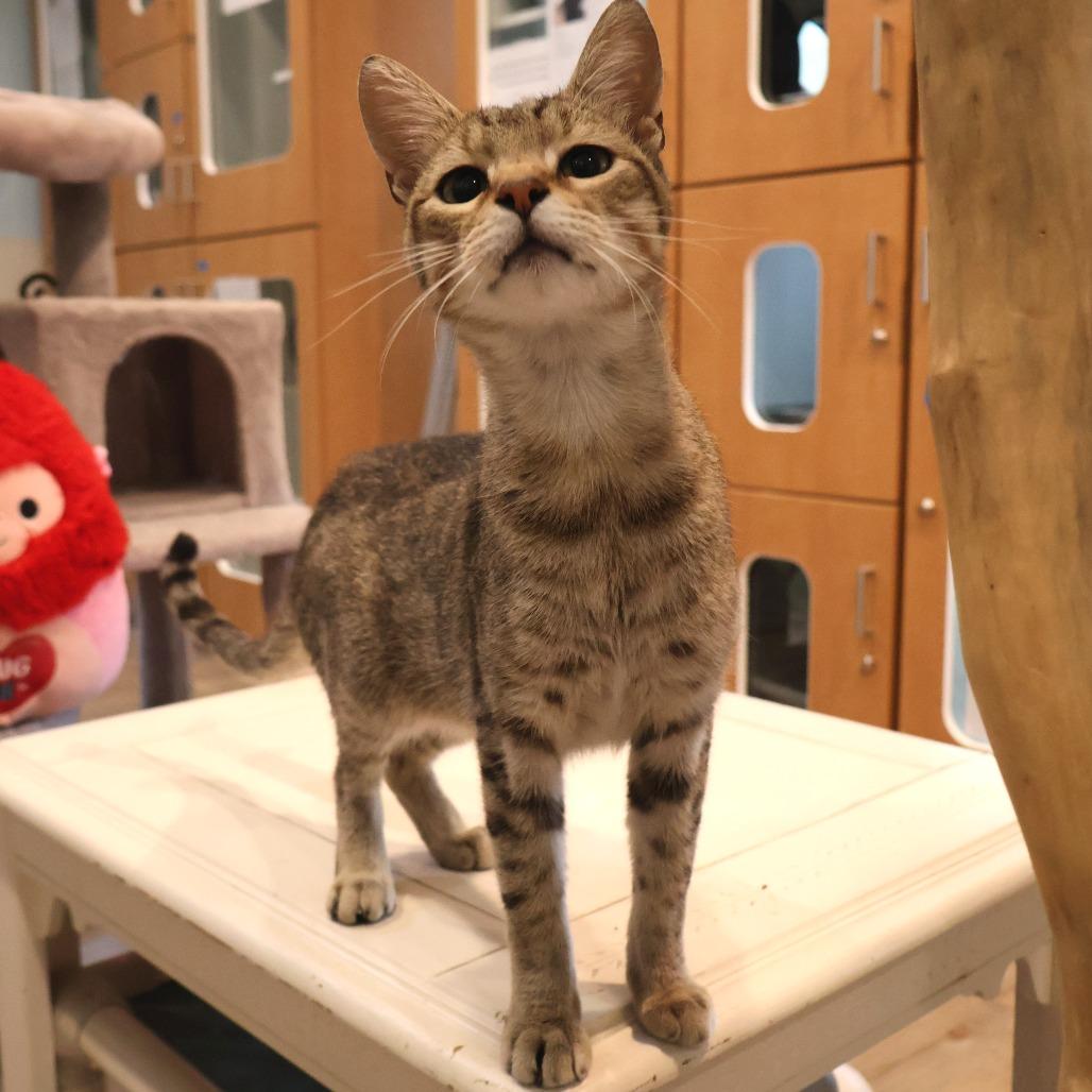 Enlarge Bingus, a Adoptable Domestic Short Hair in Saint Charles, MO image 1/4