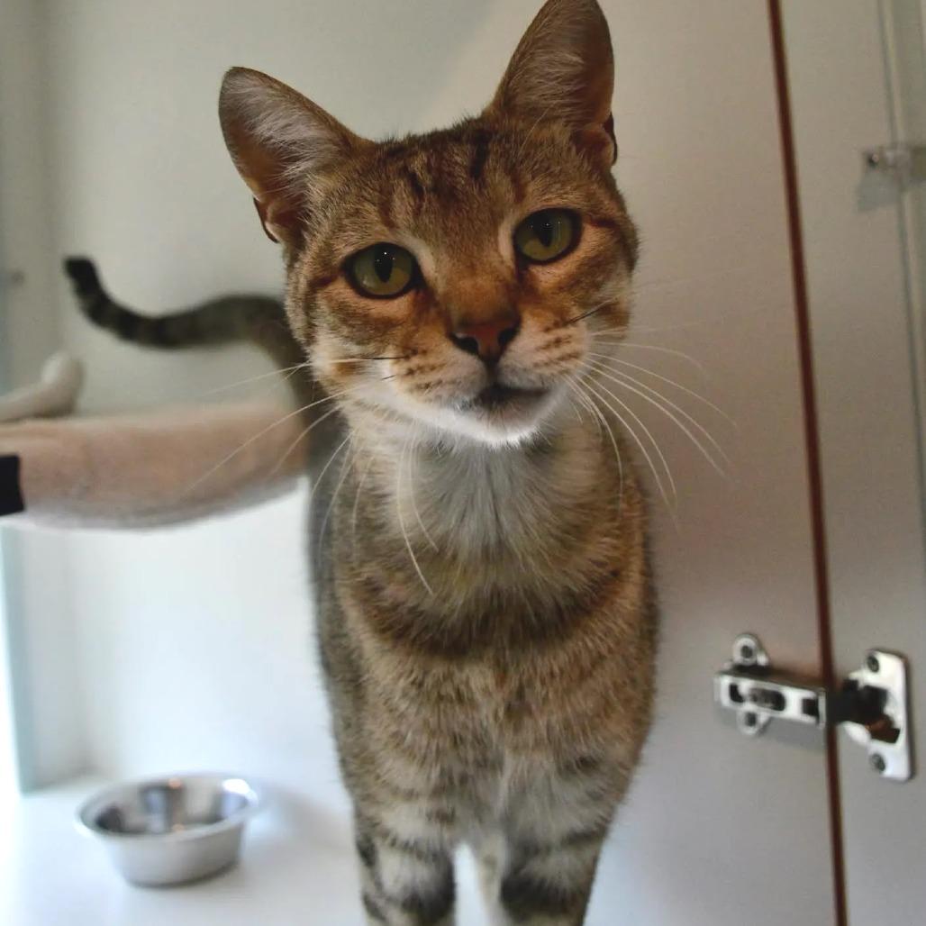 Enlarge Bingus, a Adoptable Domestic Short Hair in Saint Charles, MO image 2/4