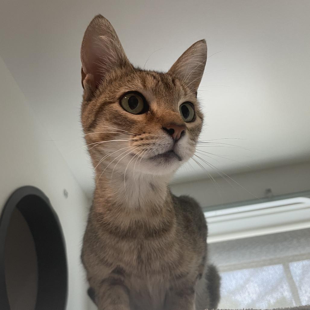 Enlarge Bingus, a Adoptable Domestic Short Hair in Saint Charles, MO image 3/4
