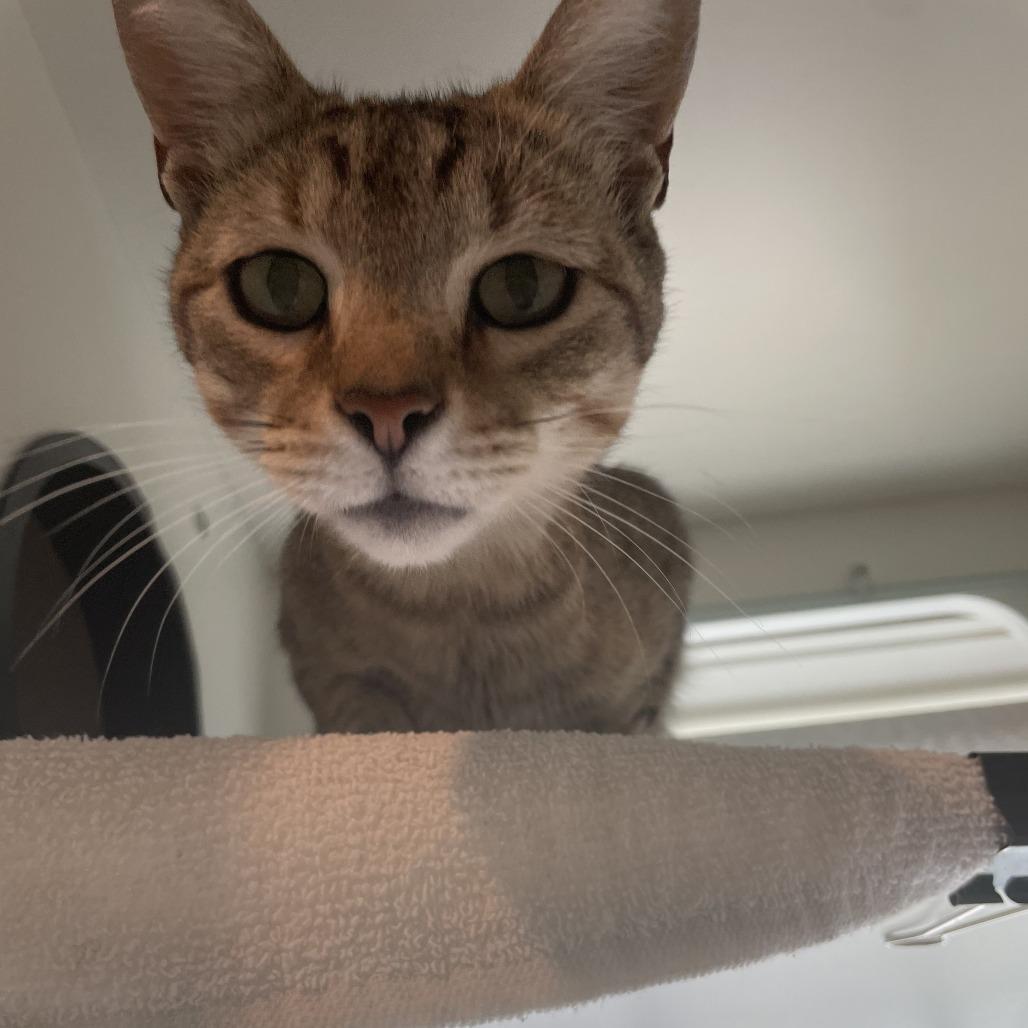 Enlarge Bingus, a Adoptable Domestic Short Hair in Saint Charles, MO image 4/4