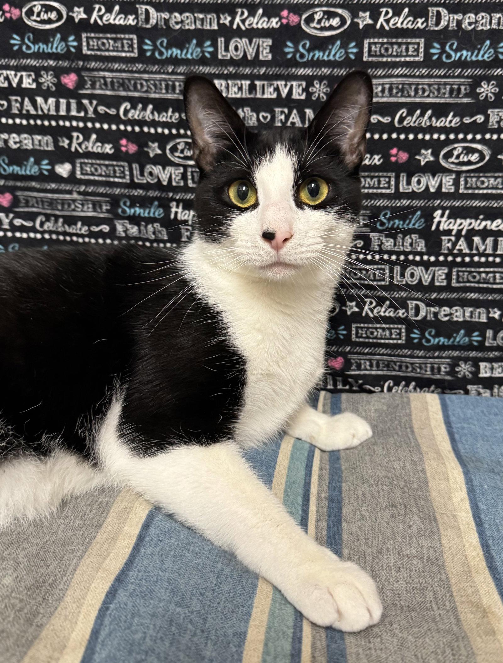Poppy, Adoptable, Adult Female Domestic Short Hair.