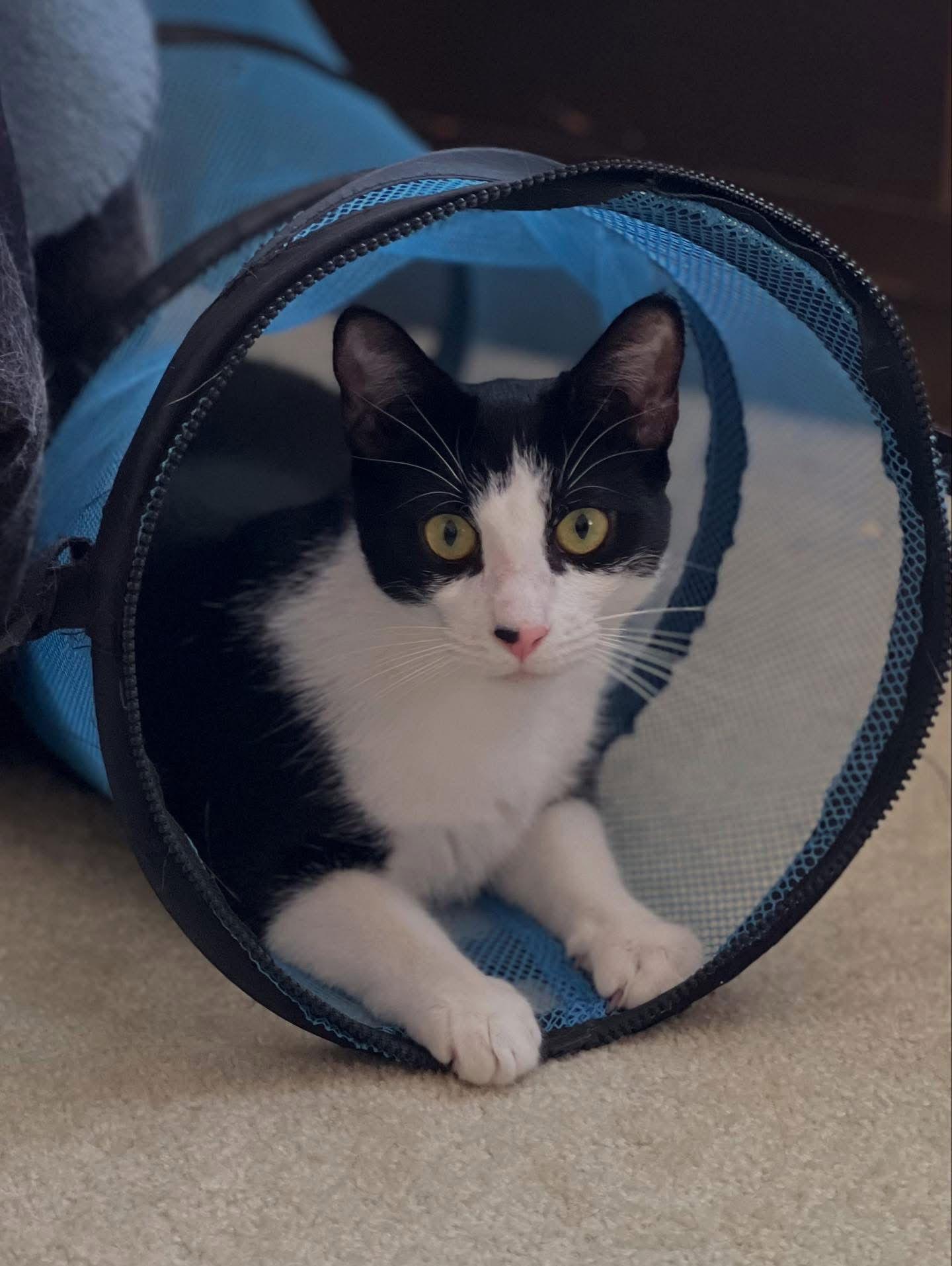 Enlarge Poppy, a Adoptable Domestic Short Hair in Newtown Square, PA image 1/3