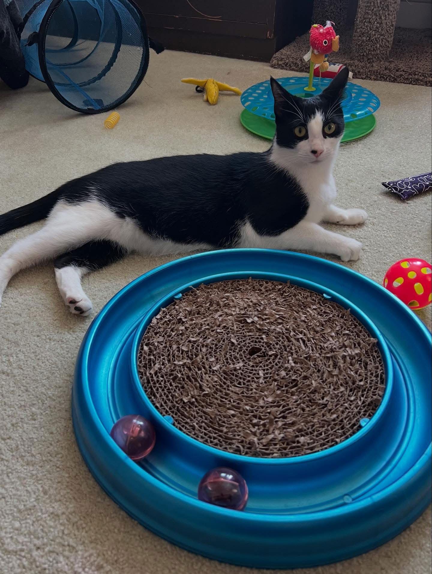 Enlarge Poppy, a Adoptable Domestic Short Hair in Newtown Square, PA image 2/3